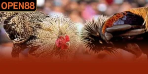 Đá Gà Đòn Mang Đậm Chất Chiến Thuật Đáng Xem Tại OPEN88