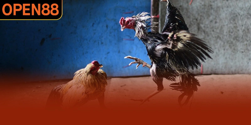 Hình thức đá gà chọi mang giá trị văn hóa sâu sắc